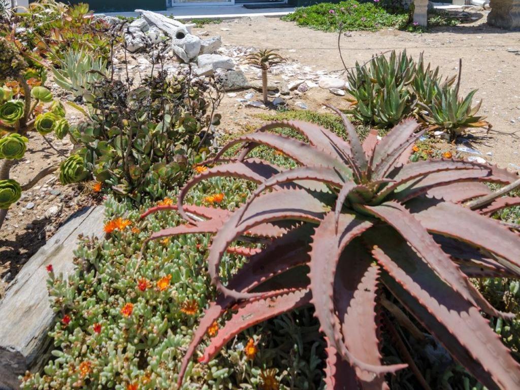 Beach Cottage Kleinzee Kleinsee المظهر الخارجي الصورة